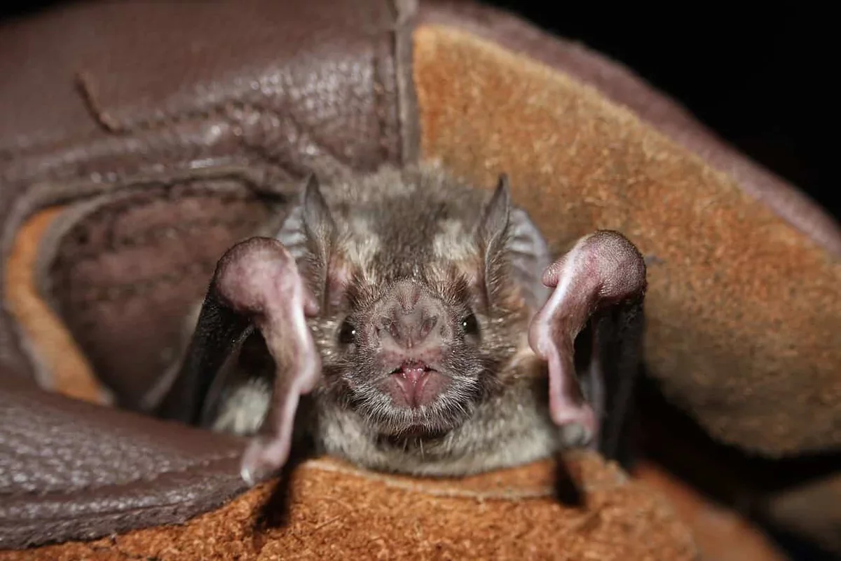 Vampire Bats Expand Northward: A Potential Health Challenge for Wildlife and Humans