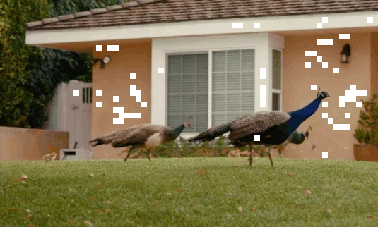 Exploring the Unique Coexistence of Peacocks in Arcadia