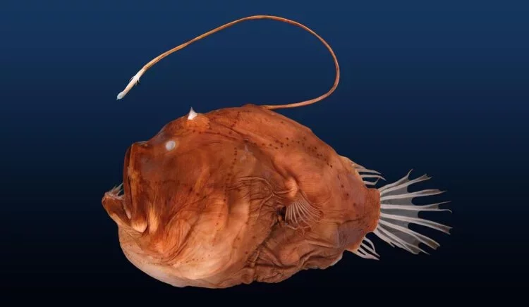 The Evolution of Anglerfish: From Simple Fins to Ingenious Lures Over 70 Million Years