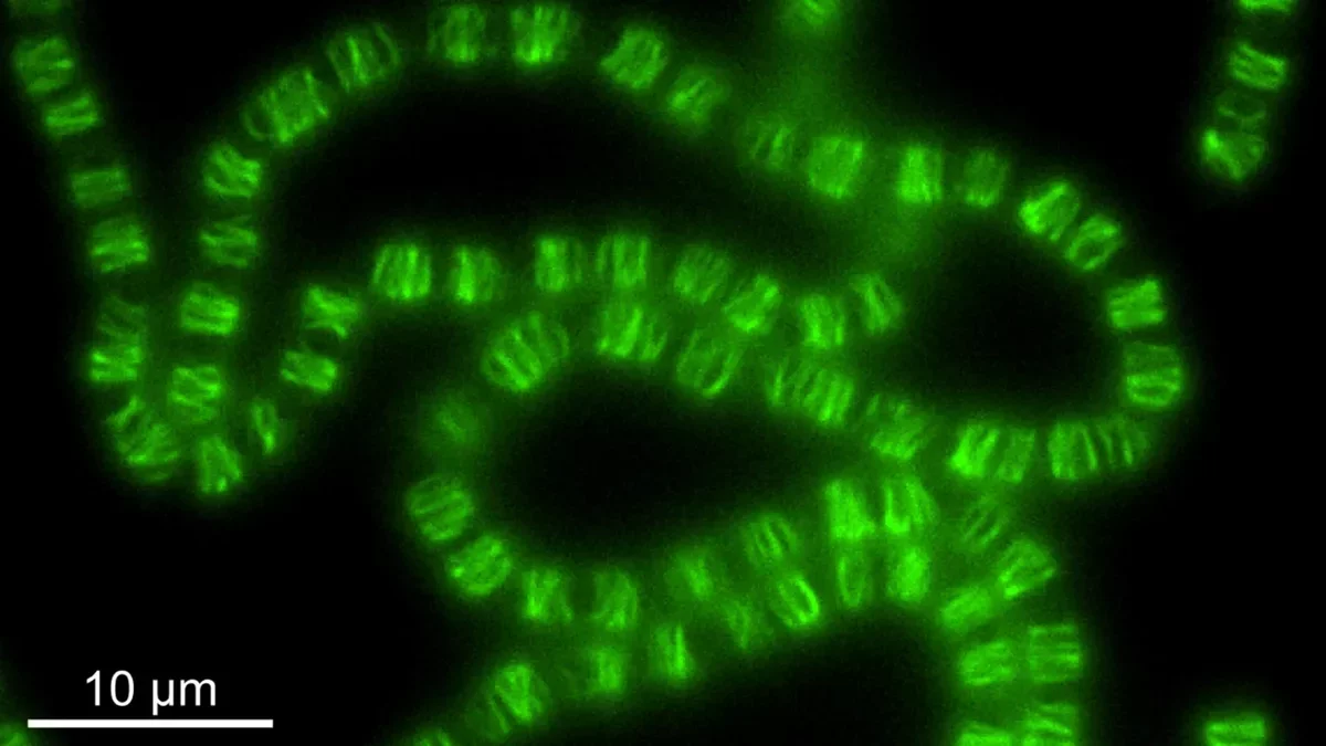 Scientists Discover Bacteria's Remarkable Ability to Rewire DNA Machinery for Cell Shaping