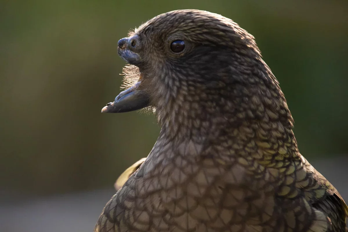Innovative Kea Parrot Overcomes Disability to Become Alpha Male