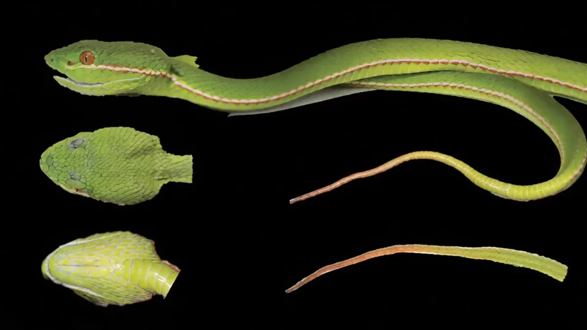 New Species of Pitviper Discovered in China