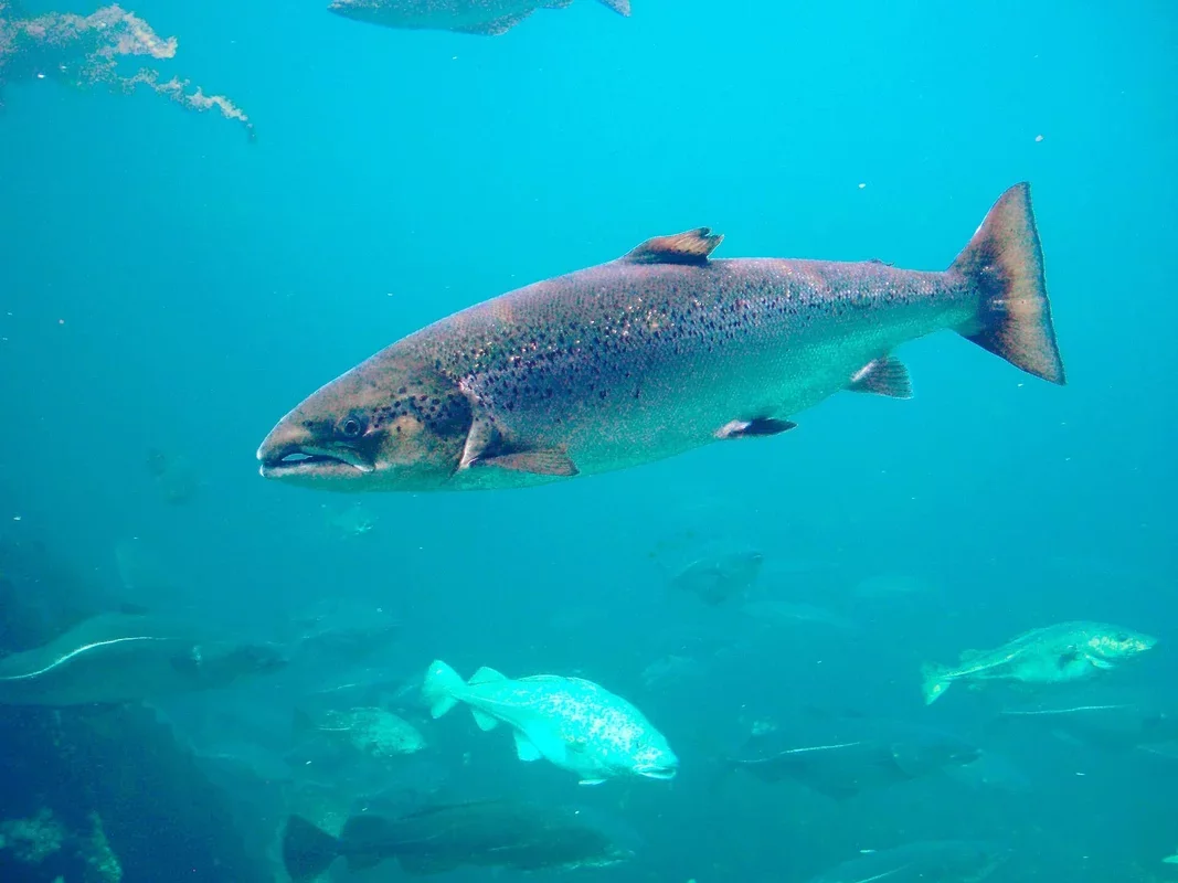 Cocaine Pollution Influences Salmon Behavior in Surprising Ways
