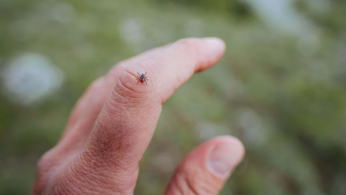 Essential Tips for Effective Tick Checks
