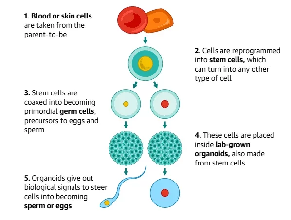 Startup Achieves Milestone by Growing Human Sperm in a Lab Dish to Aid Infertile Men