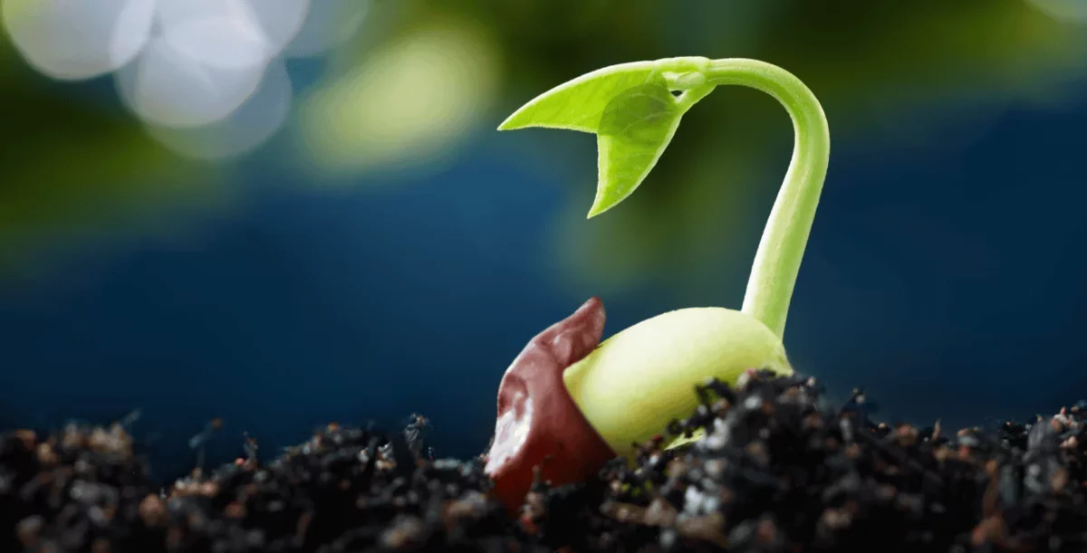 Seeds Utilize Rain Sounds to Germinate 40% Faster