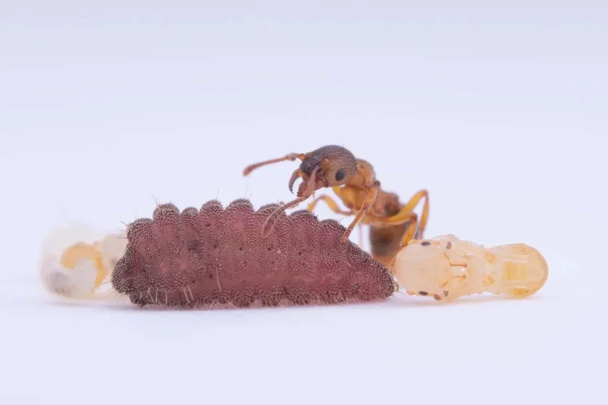 Caterpillars Master Ant Communication to Achieve Royal Treatment