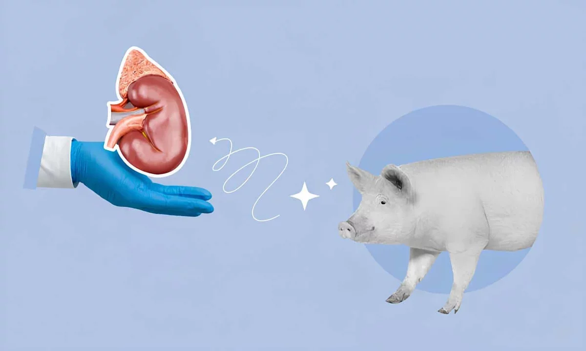 Genetically Modified Pigs: A Revolutionary Solution to Organ Shortages