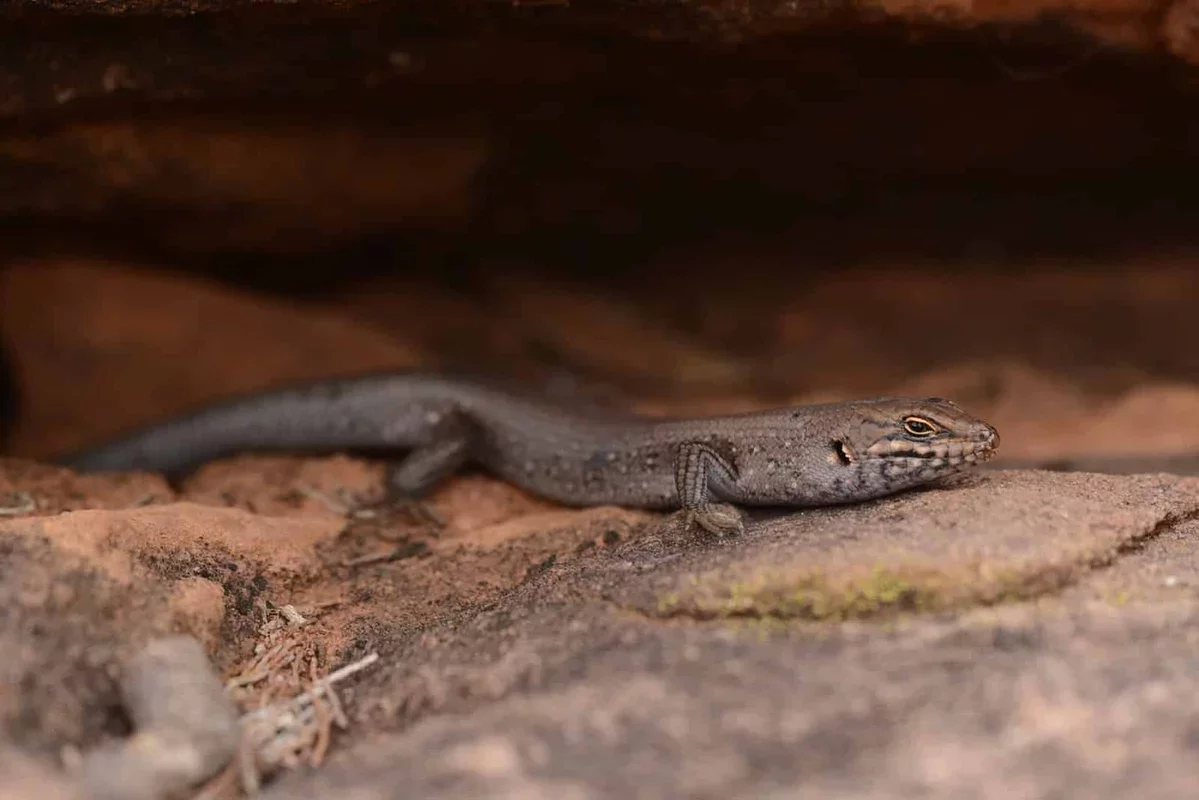 New Species of Skink Discovered in Australia Thanks to Indigenous Insights