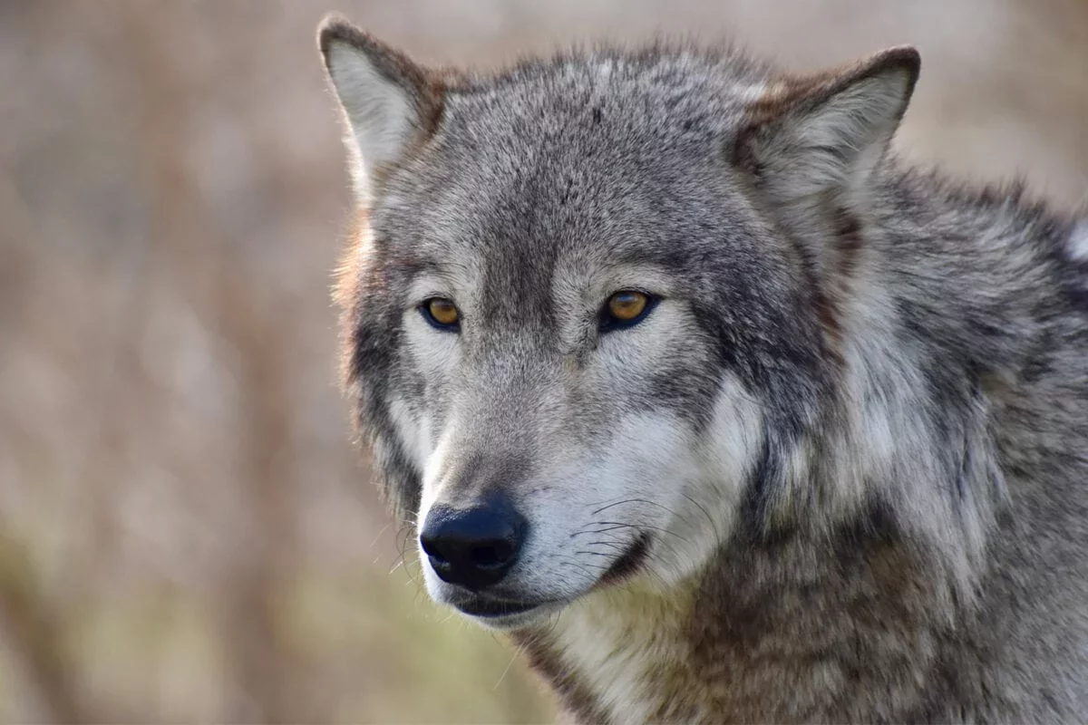 A Remarkable Journey: Wolf M637 Swims 1.5 Kilometers to Navigate Swiss Terrain