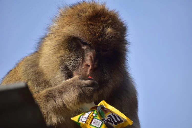 Gibraltar's Macaques Adapt to Junk Food by Eating Dirt