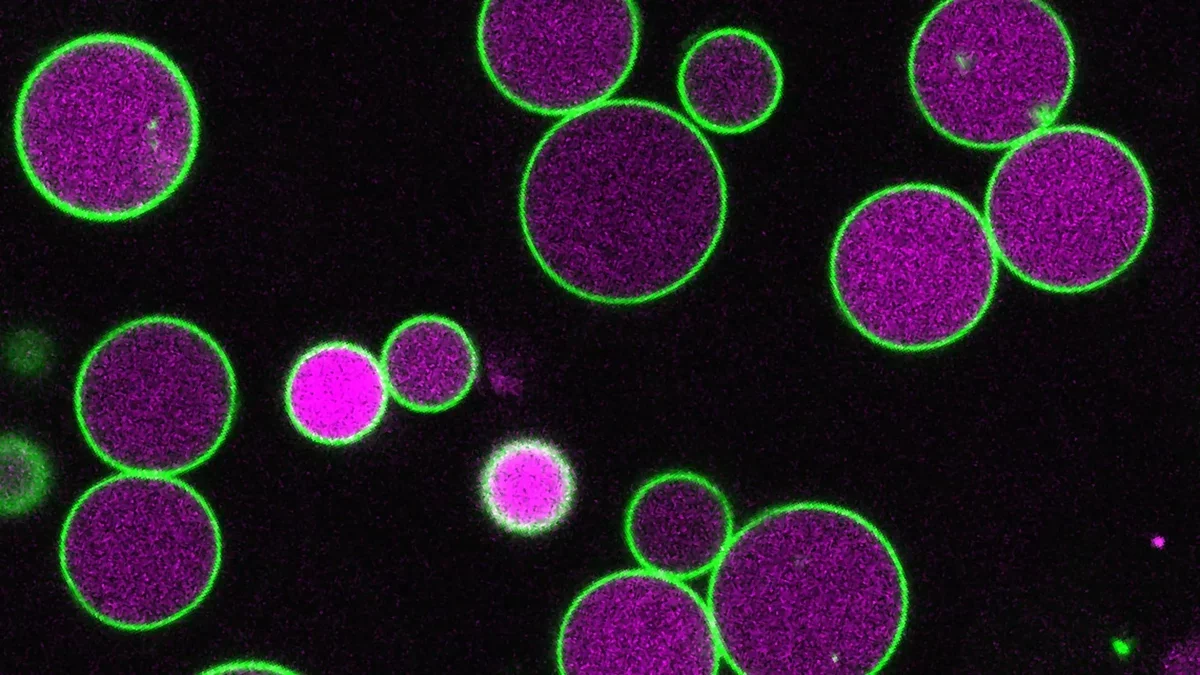 Breakthrough in Plant Growth Control: Scientists Discover Key Protein Mechanism