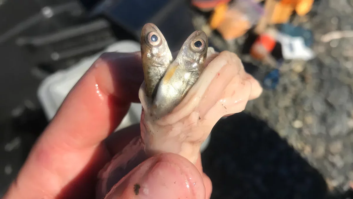Warming Waters Fuel Invasive Salmon Predator Growth in Alaska
