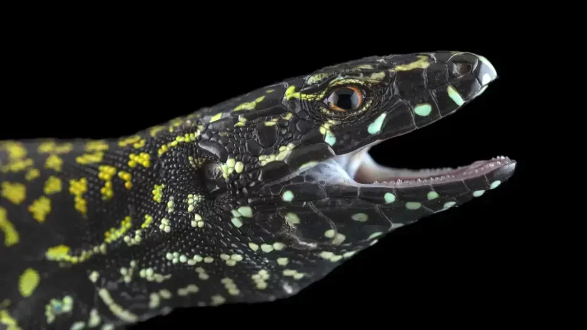 Evolutionary Dynamics Disrupted by Aggressive "Hulk" Lizards