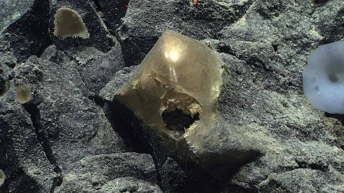 Scientists Unravel the Mystery of the Golden Orb Discovered Two Miles Underwater