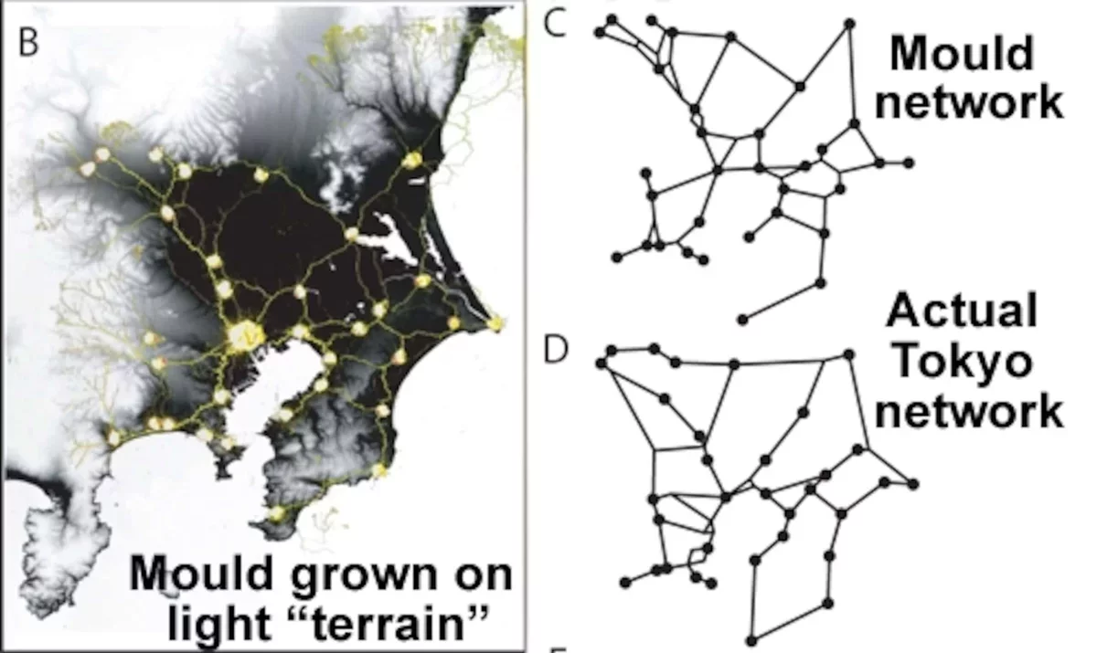 Brainless Slime Mold Mimics Tokyo's Efficient Rail System