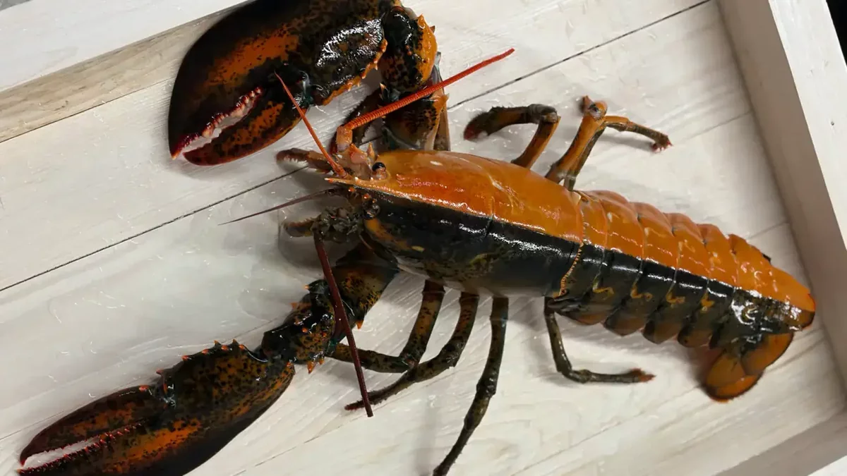 Rare Two-Toned Lobster Discovered off Cape Cod