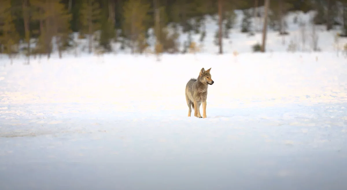 Chernobyl's Wolves Flourish Amidst Radiation: A Genetic Marvel