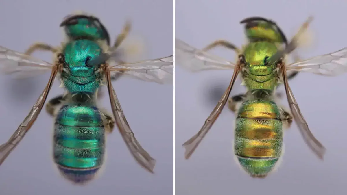 Bees Exhibit Color Change Linked to Humidity: A Scientific Breakthrough