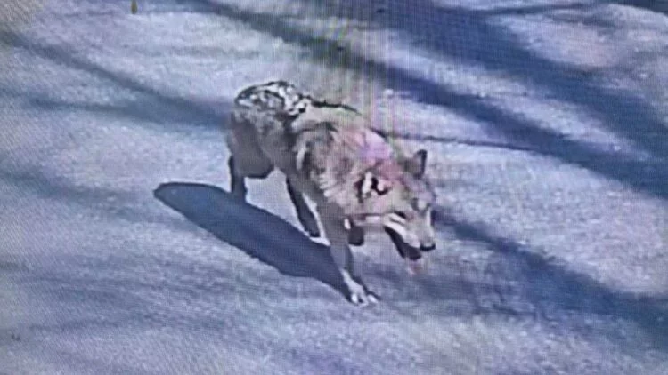 AI-Generated Image Misleads Rescuers in Search for Escaped Wolf in South Korea