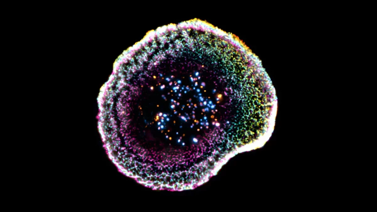 Groundbreaking 3D Imaging Reveals Mechanism of T Cell Cancer Attack
