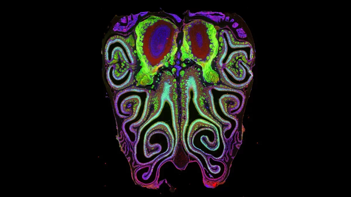 A Revolutionary Map of Smell: Insights into Olfactory Function