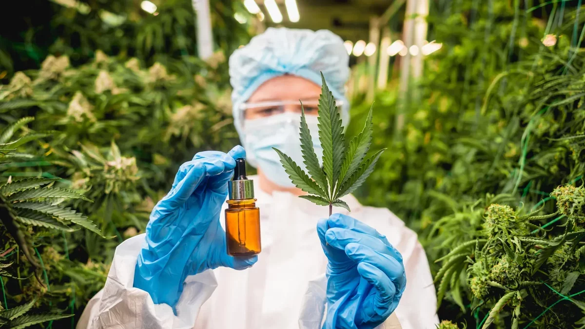 Unlocking the Hidden Potential of Cannabis: New Compounds Discovered