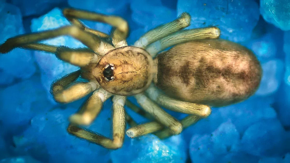 Tiny Spider Named After Pink Floyd: A New Urban Predator