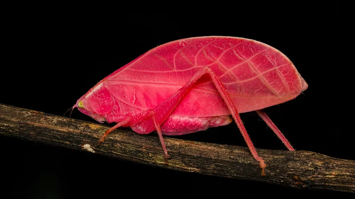 Remarkable Color Change in Pink Katydid Captivates Scientists