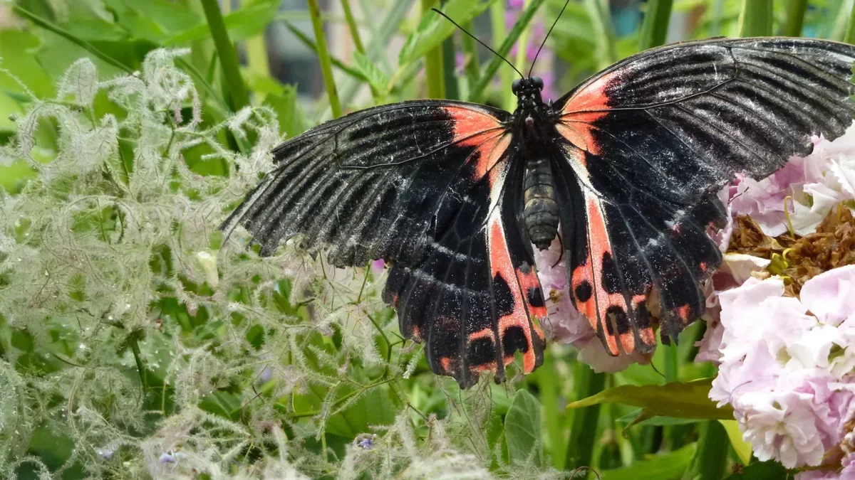 Evolution Revealed: Scientists Uncover Genetic Patterns in Butterfly and Moth Mimicry