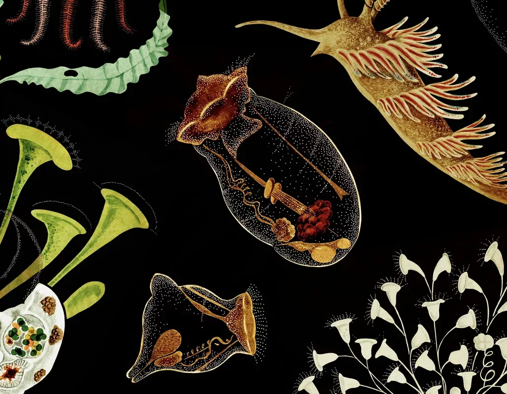 Victorian-Era Transparencies Showcase Microscopic Wonders