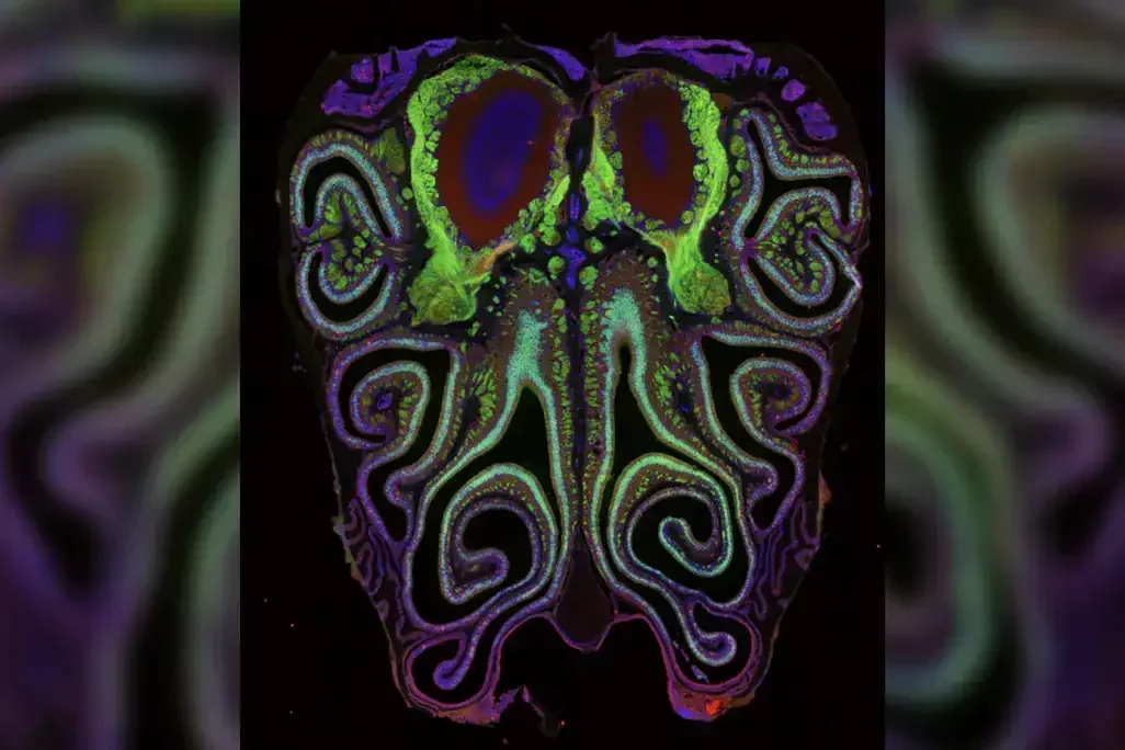 Scientists Unveil the First 'Map of Smell,' Transforming Our Understanding of Odor Detection