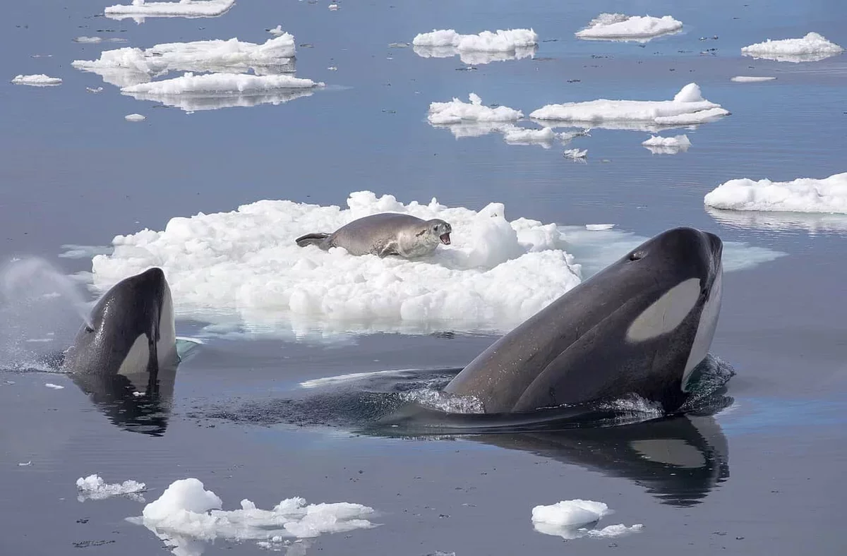 Orcas Use Ingenious Wave Techniques to Hunt Seals on Ice Floes