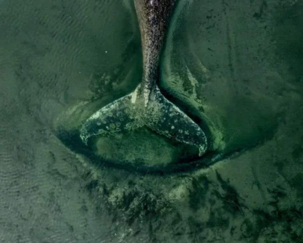Rescue Mission for Stranded Humpback Whale Timmy in Germany