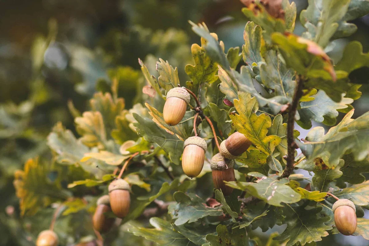 Oak Trees Exhibit Strategic Defense Against Caterpillars by Delaying Leaf Growth