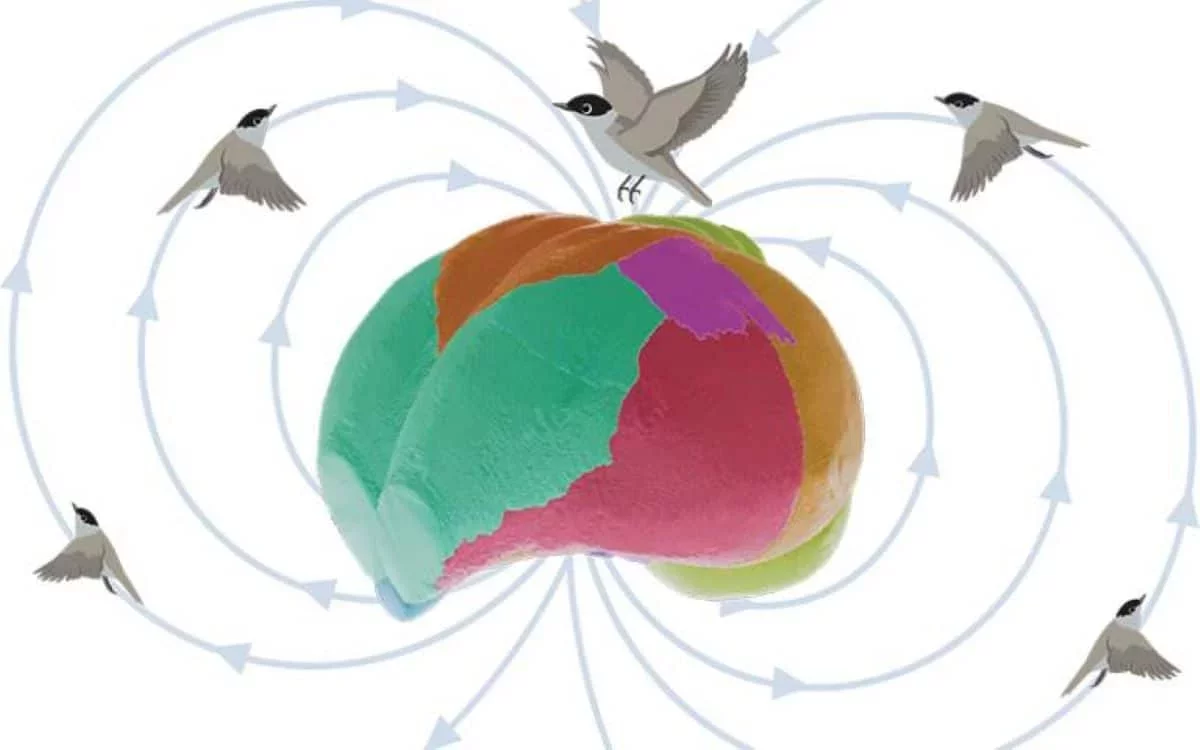 Quantum Insights: How Birds Navigate Using Earth's Magnetic Field