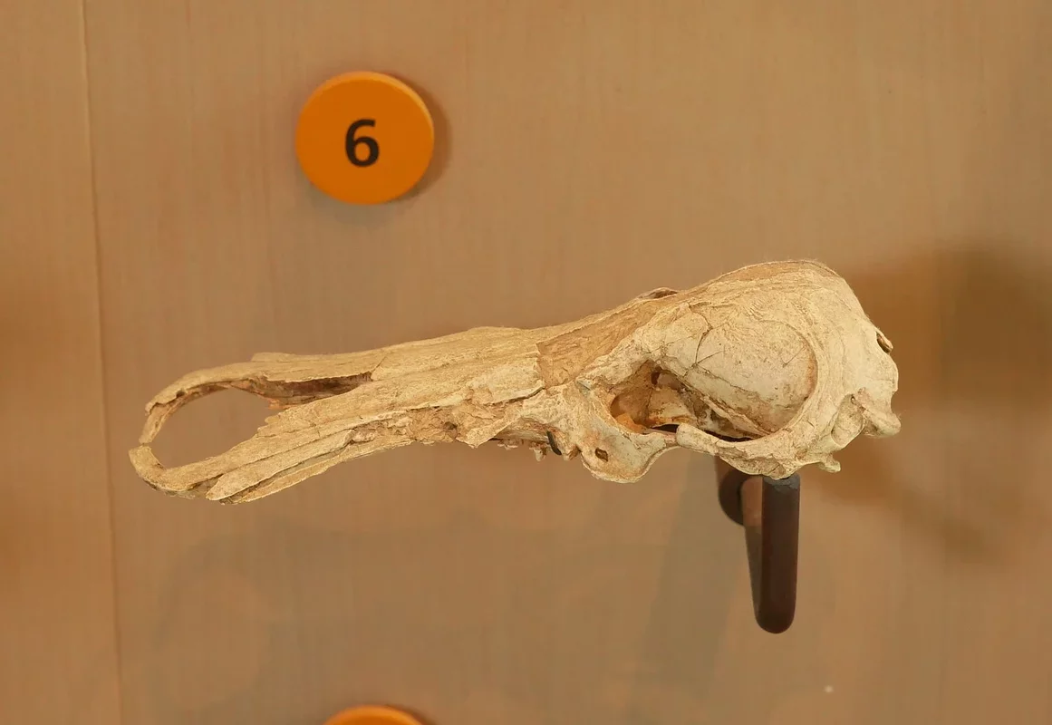 Ancient Platypus Fossils Reveal Unique Features