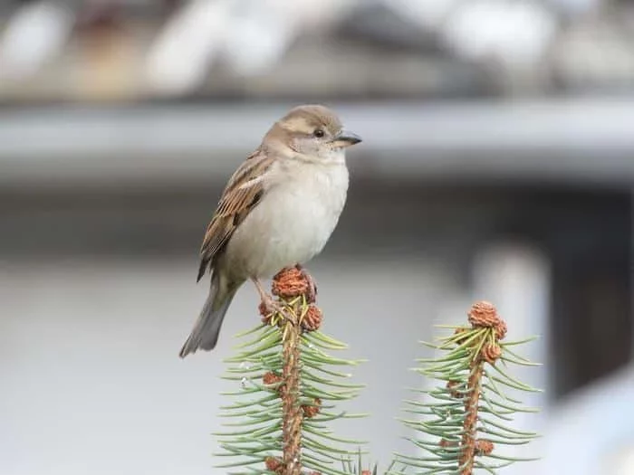 Urban Birds Exhibit Unique Responses to Gender: Women Trigger Earlier Flight