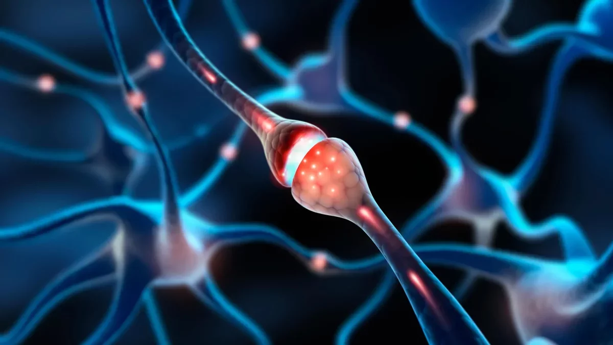 MIT Researchers Unveil Millions of Silent Synapses in Adult Brains