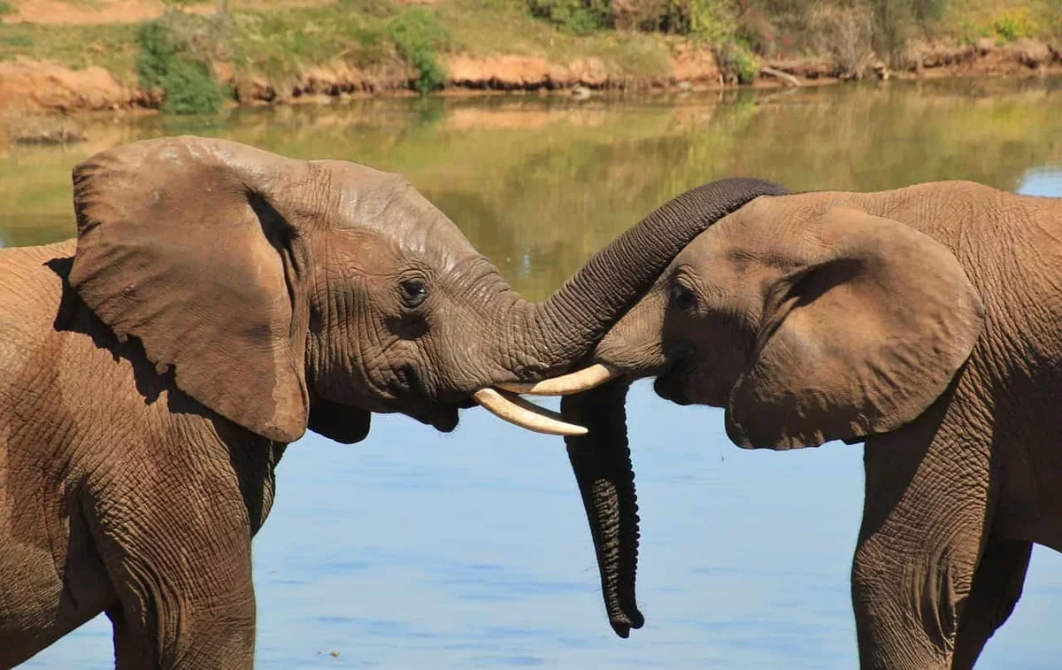 Elephants Communicate Using Unique Vocalizations Similar to Names