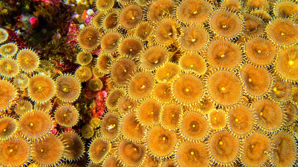 Discoveries in Coral Reefs Could Revolutionize Medicine