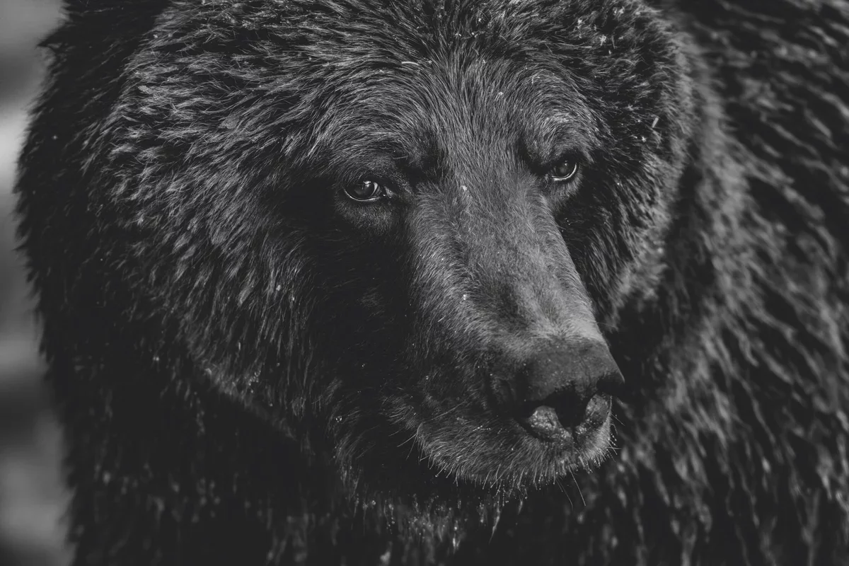 Celebrating Nature: Paul Nicklen's 'Reverence' Showcases Three Decades of Photography