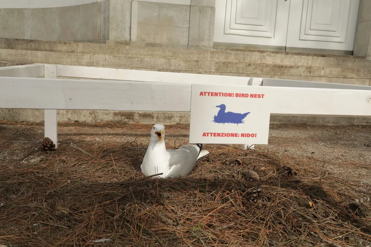 Nesting Seagull Captivates Visitors at Venice Biennale