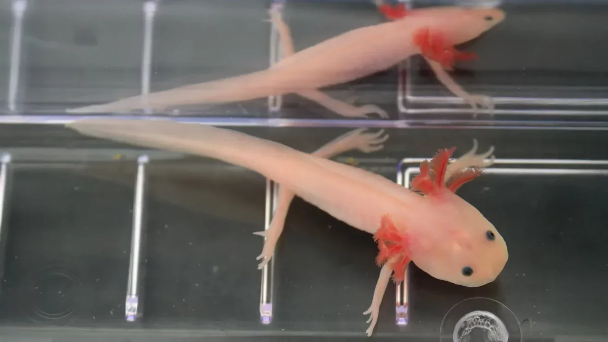 Breakthrough Discovery: The "Holy Grail" Gene for Limb Regeneration