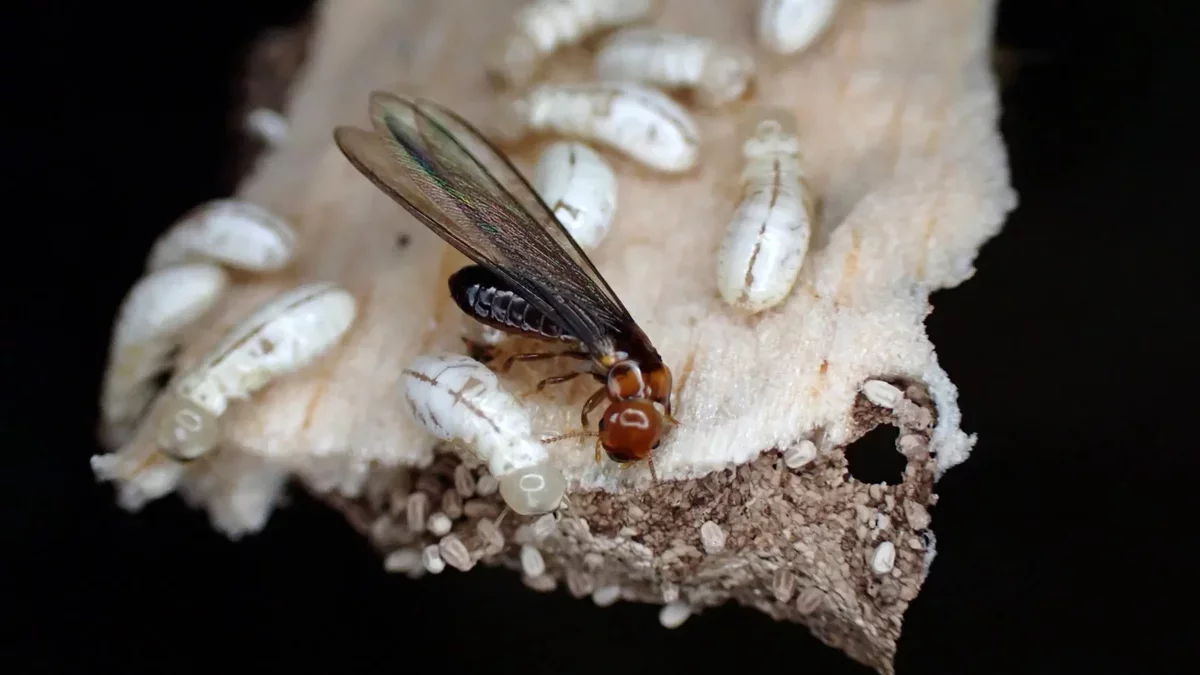 Innovative Chemical Effectively Eliminates Termites While Ensuring Human Safety