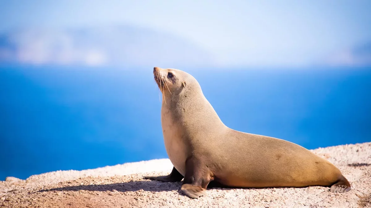 Fur Seals Exhibit Delayed Heart Rate Surges After Land Return