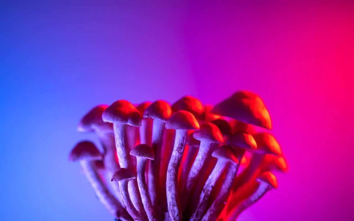 Impact of Psilocybin on Brain Activity Revealed in New Study