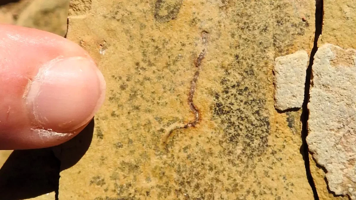 Revolutionary Fossil Discovery Rewrites the Narrative of Early Animal Life