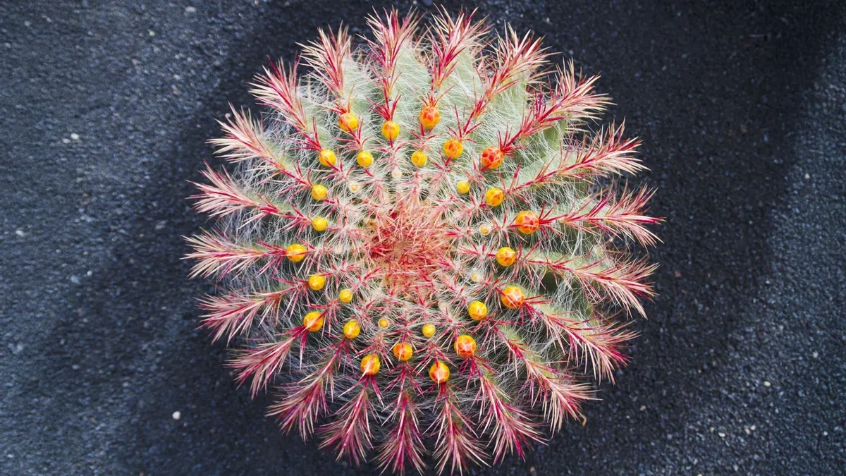 Cacti's Rapid Evolution Unveiled by New Research
