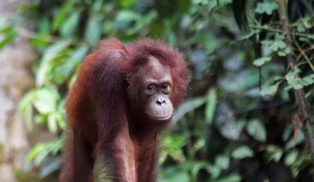 Borneo's Innovative Wildlife Conservation Program Rewards Local Observers